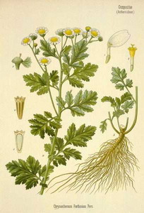 Feverfew at oilsncures.com