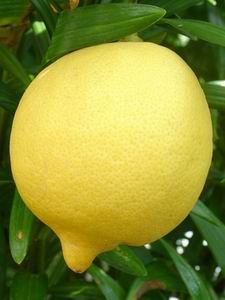 Lemon