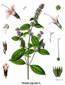 Peppermint