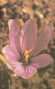 Saffron at oilsncures.com