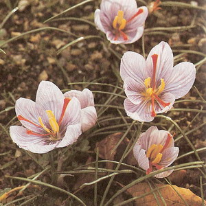 Saffron at oilsncures.com