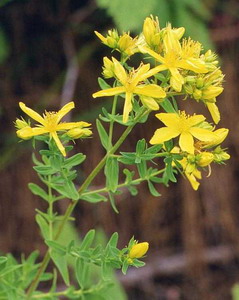 St. John's Wort